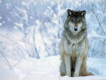 wolf in snowy weather.jpg